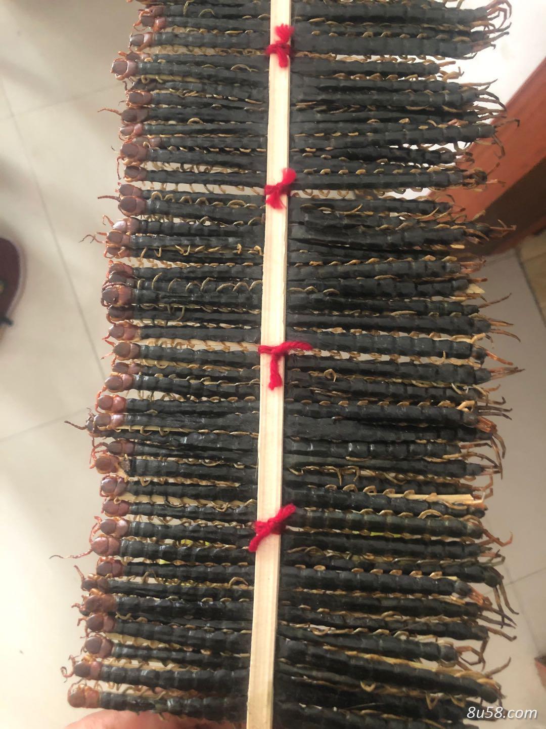 精选优质干货蜈蚣