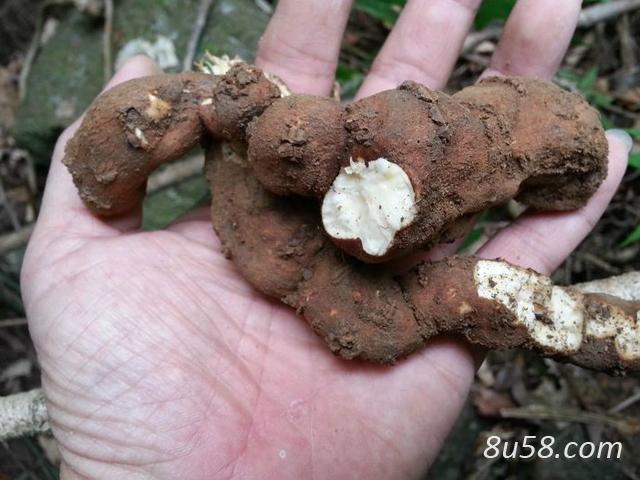 正品野生粉防己药材