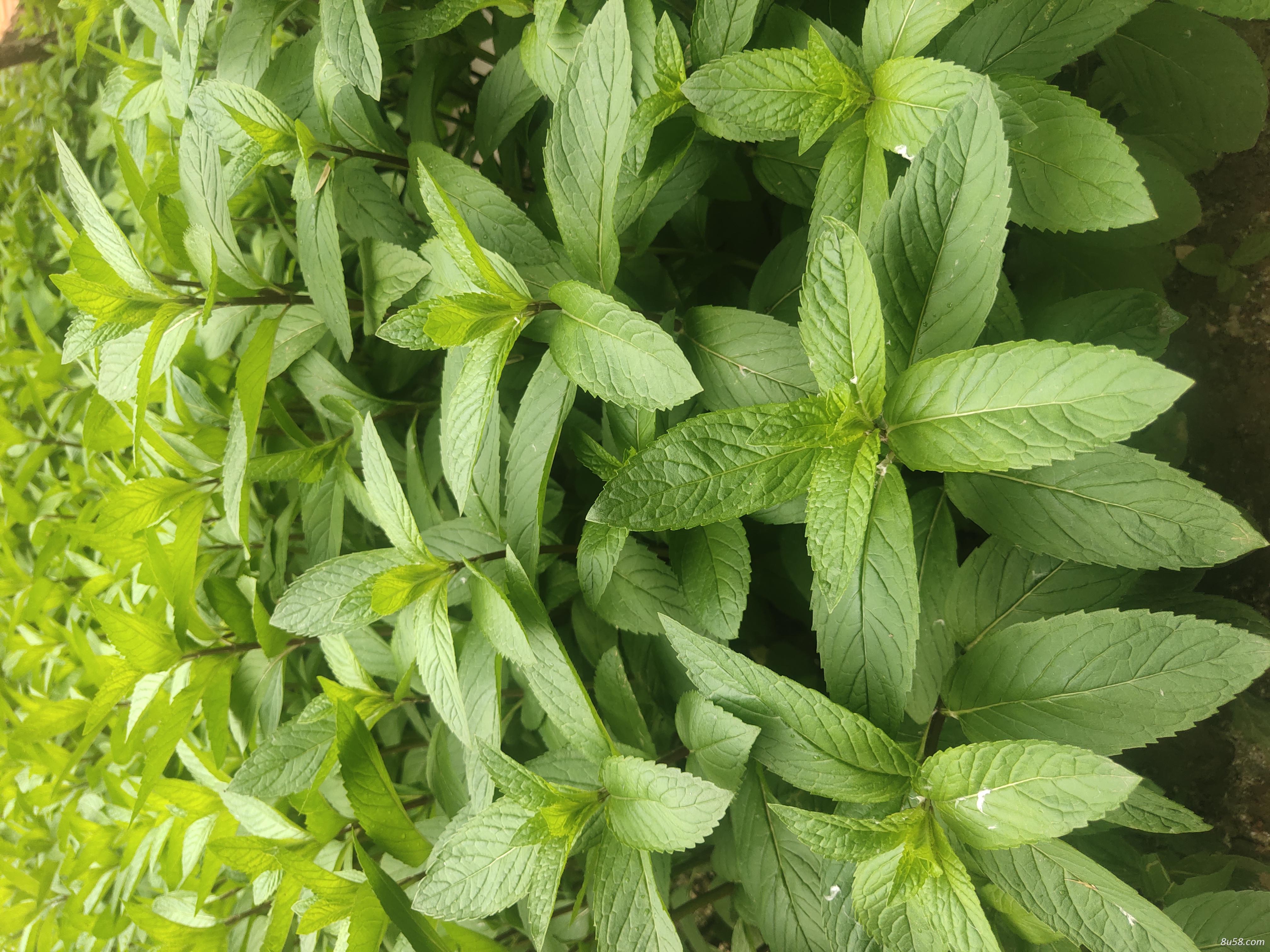 薄荷