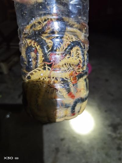 蜈蚣出售