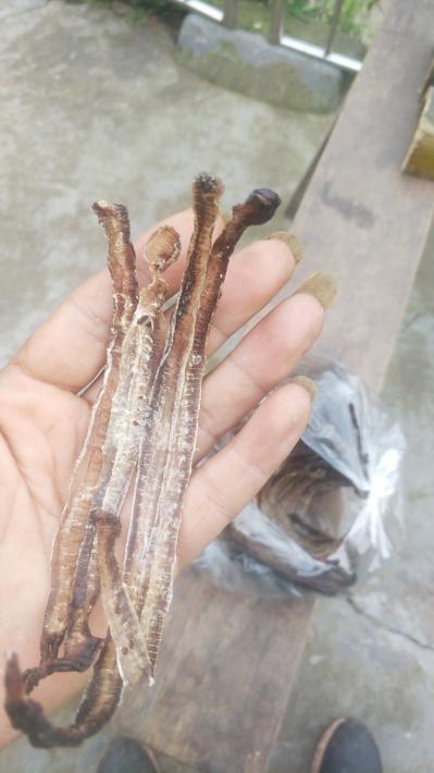 湖南全开小地龙