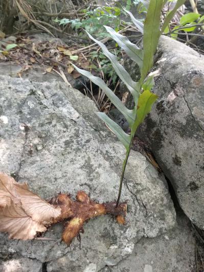 深山老林里的骨碎补
