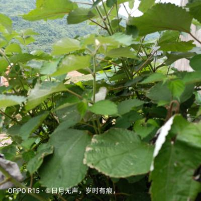 苎麻根、叶干片，干粉
