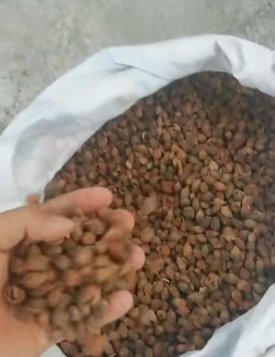 大量出售海南琼中益智