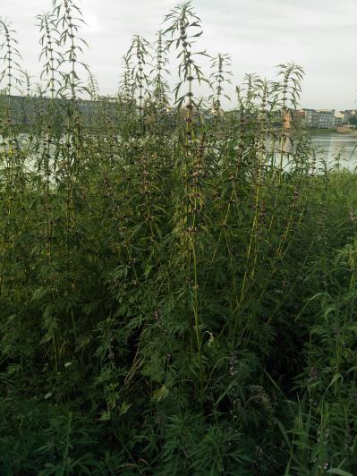 野生益母草,药效好!
