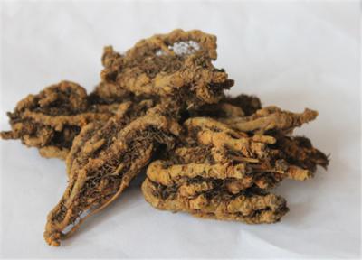 黄莲种植户,现有500斤干货