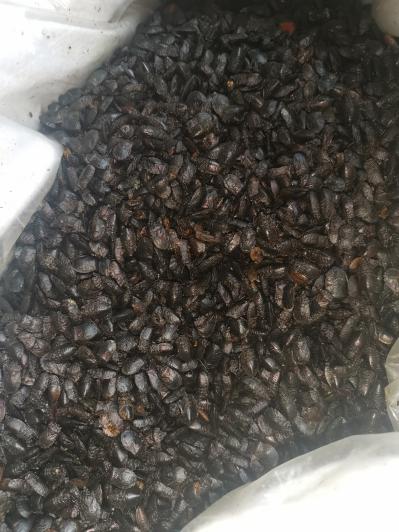 九香虫哪里有卖 九香虫供应