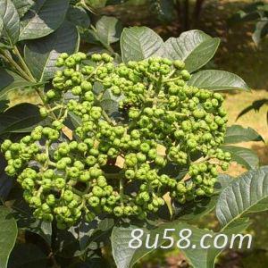 贵州兴义中花吴茱萸苗,吴茱萸种苗,熟榴子苗,量大价格优惠
