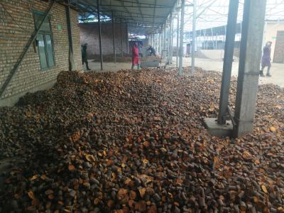 唐古特大黄种植基地。一手货源。寻求长期合作药厂。