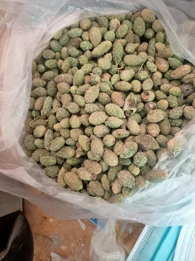 大量新疆野西瓜
