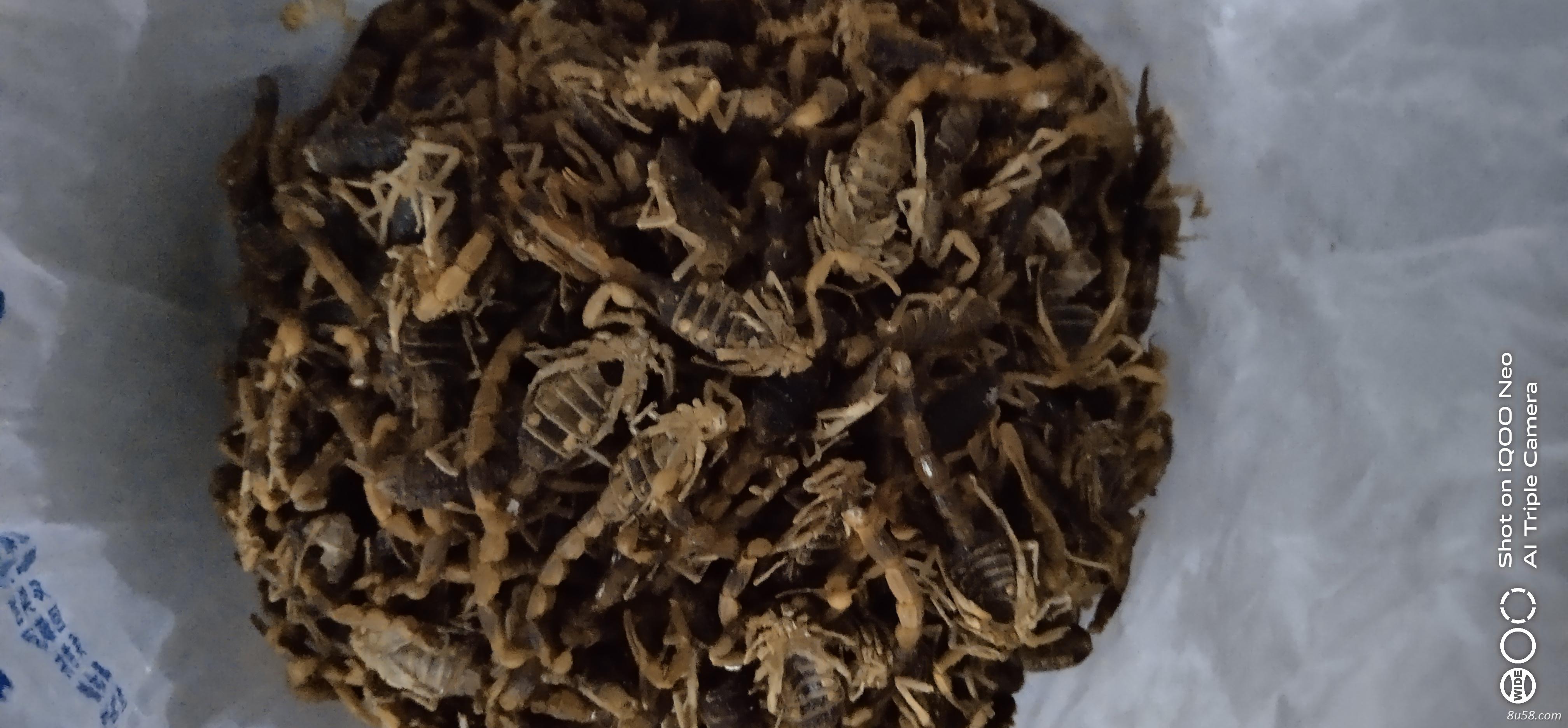 药蝎