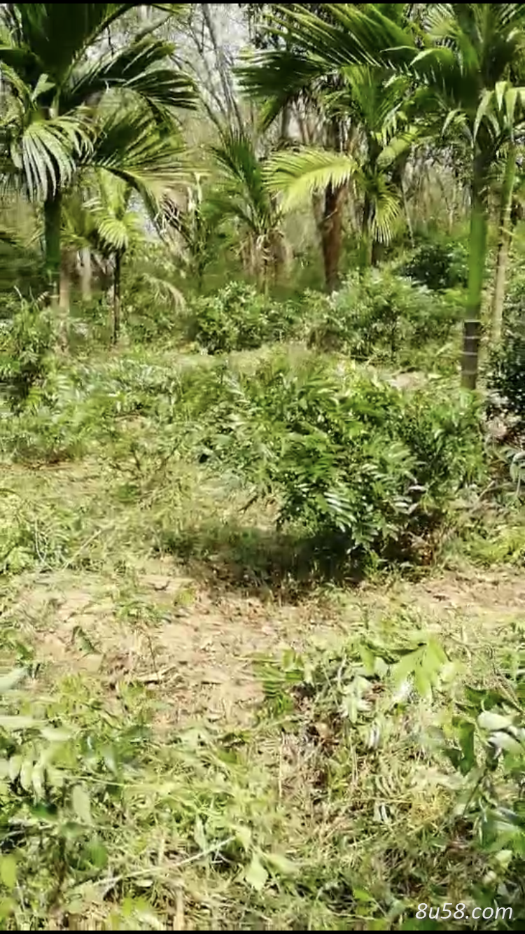 海南五指山余脉野生牛大力(有粉) 海南五指山余脉野生牛大力(有粉)