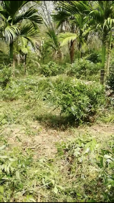 海南五指山余脉野生牛大力（有粉）
