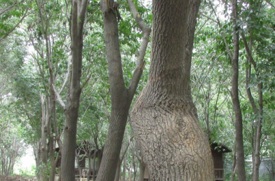 供应大量杜仲皮 杜仲叶 纯种野生天然长成  药用价值佳 质量保证 价格美丽
