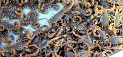 海南全蝎鲜货