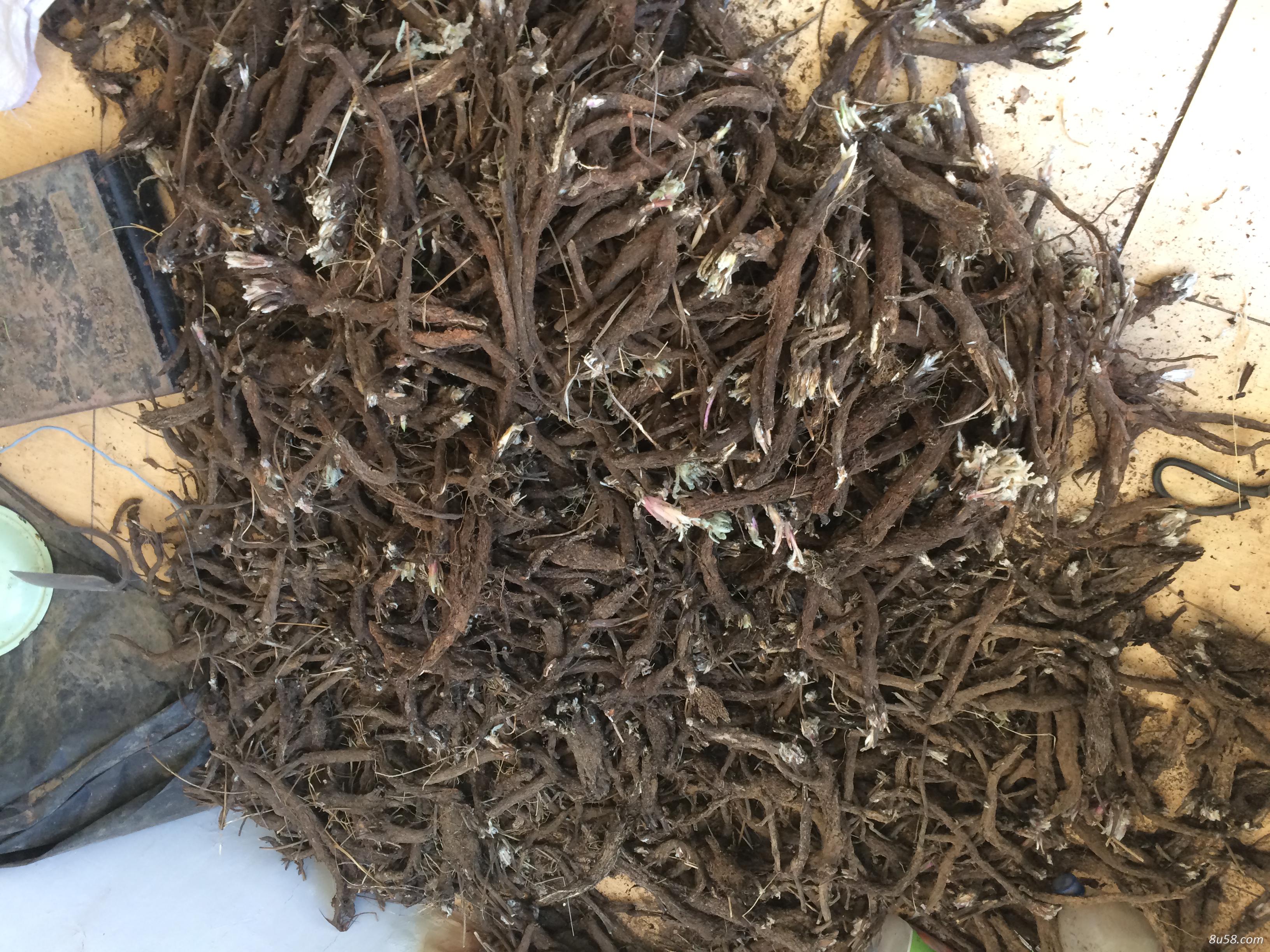河北张家口产地直销 漏芦(狼头花) 河北张家口产地直销 漏芦(狼头花)