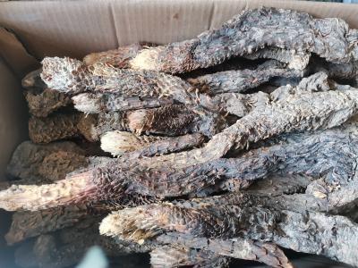 野生整只肉苁蓉出售 大芸批发零售