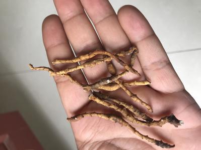 出售药材九节菖蒲需要的联系