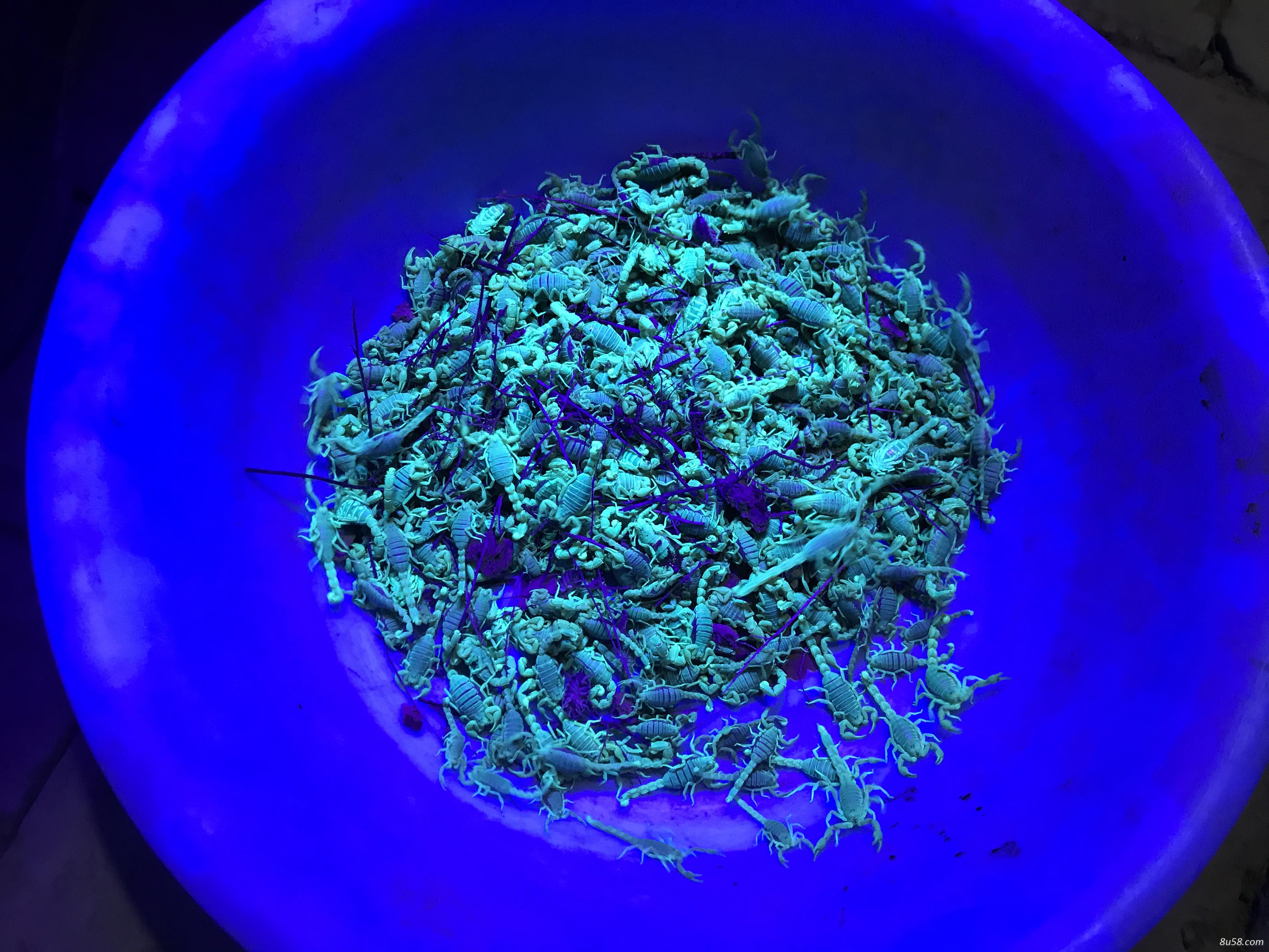 新疆戈壁野生蝎子出售量大