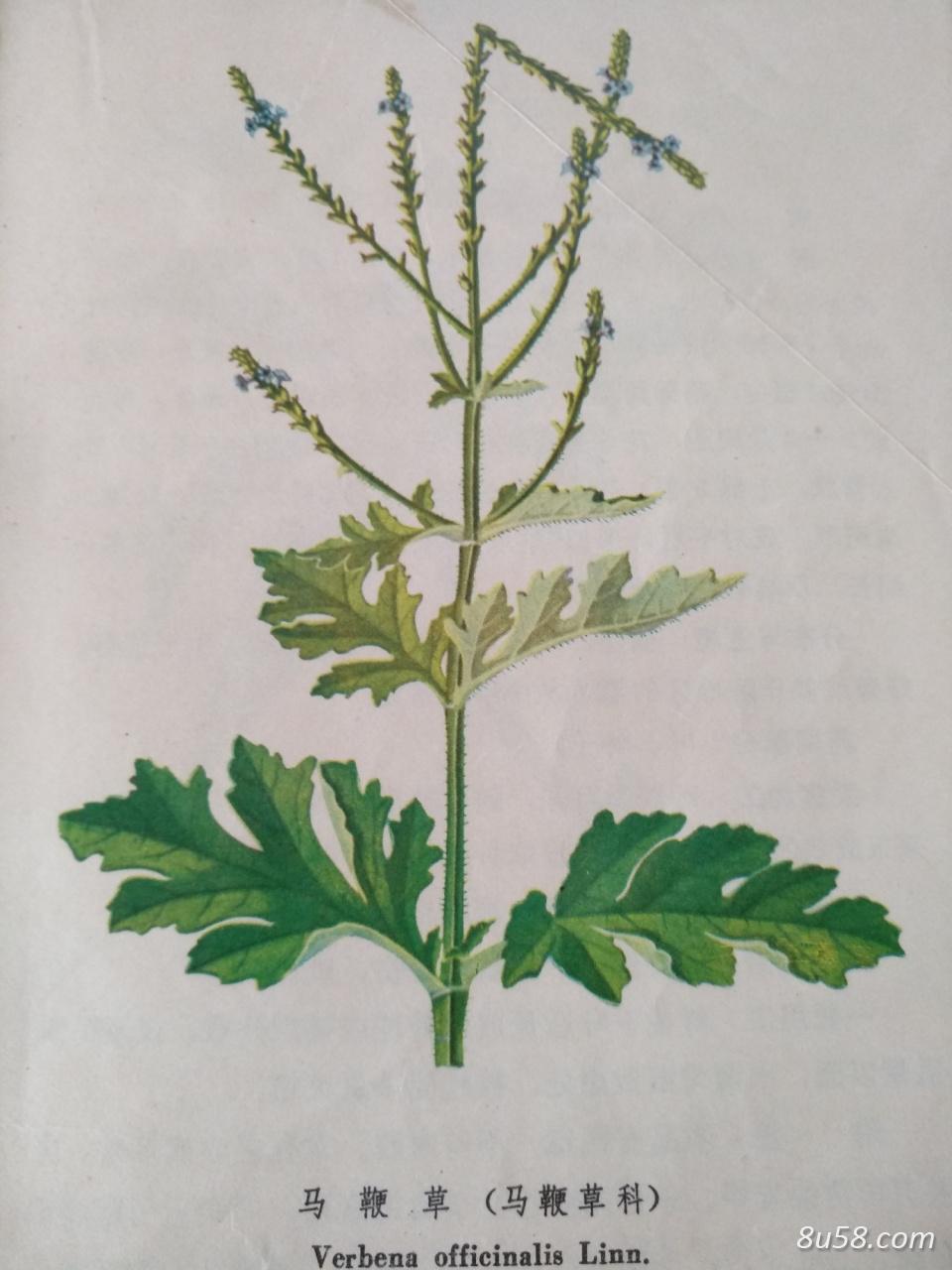 大量供应马鞭草