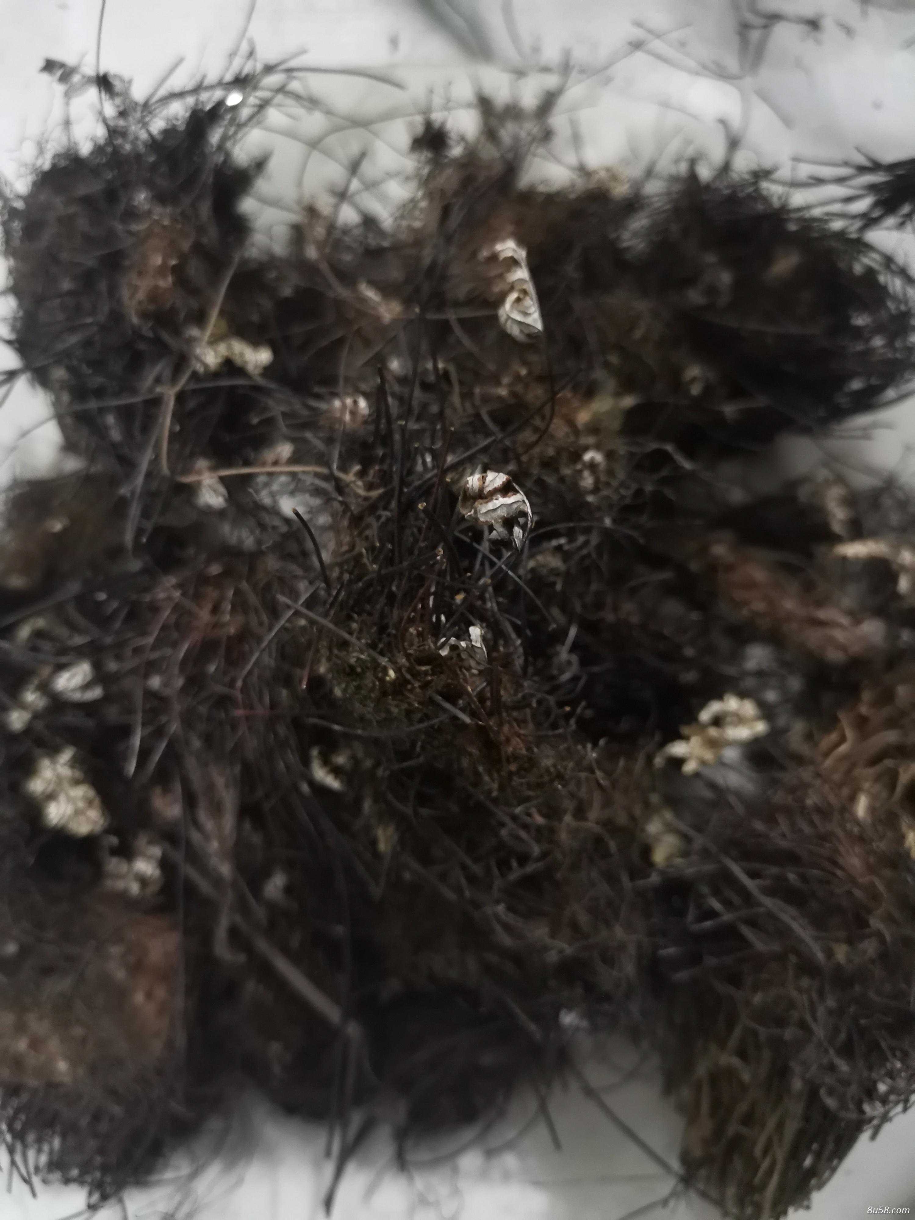 通经草哪里有卖 通经草批发零售