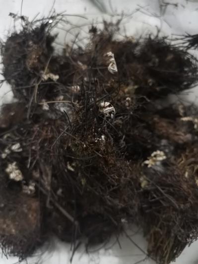 通经草哪里有卖 通经草批发零售