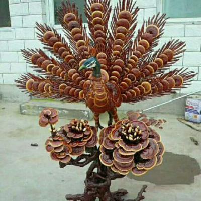 特大灵芝