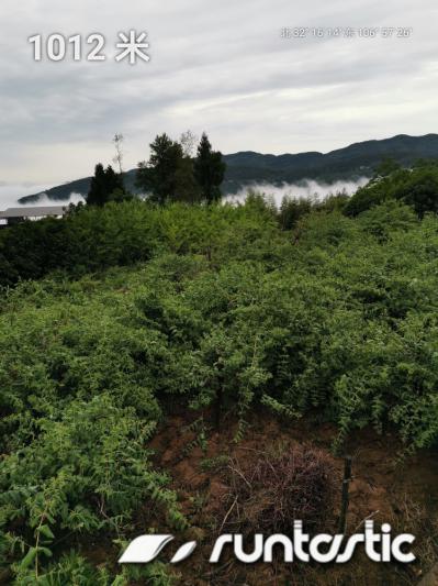山银花  干药花