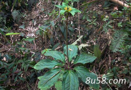 野生七叶一枝花
