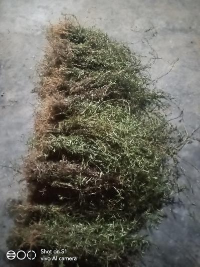 云南野生百花蛇舌草