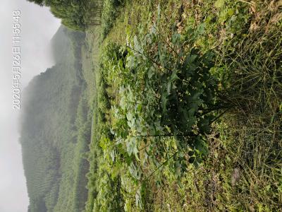 江西中花吴茱萸