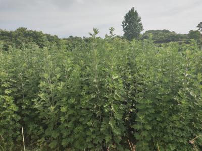 种植艾草专业合作社可长期合作，诚信经营
