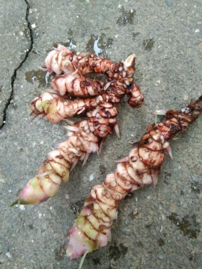 大量野生石菖浦，本地还没开发，大量有货