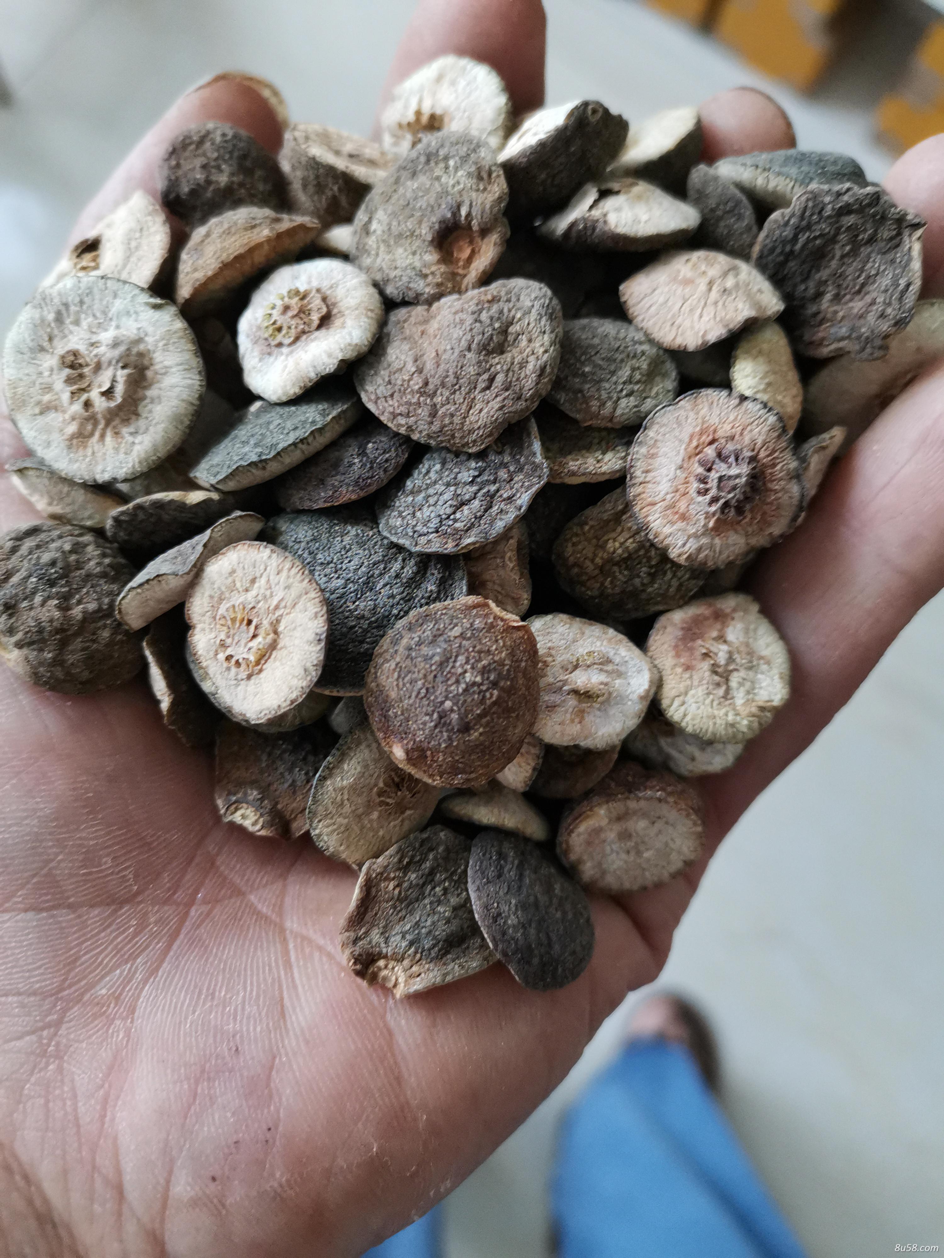 江西小枳实，对开枳实