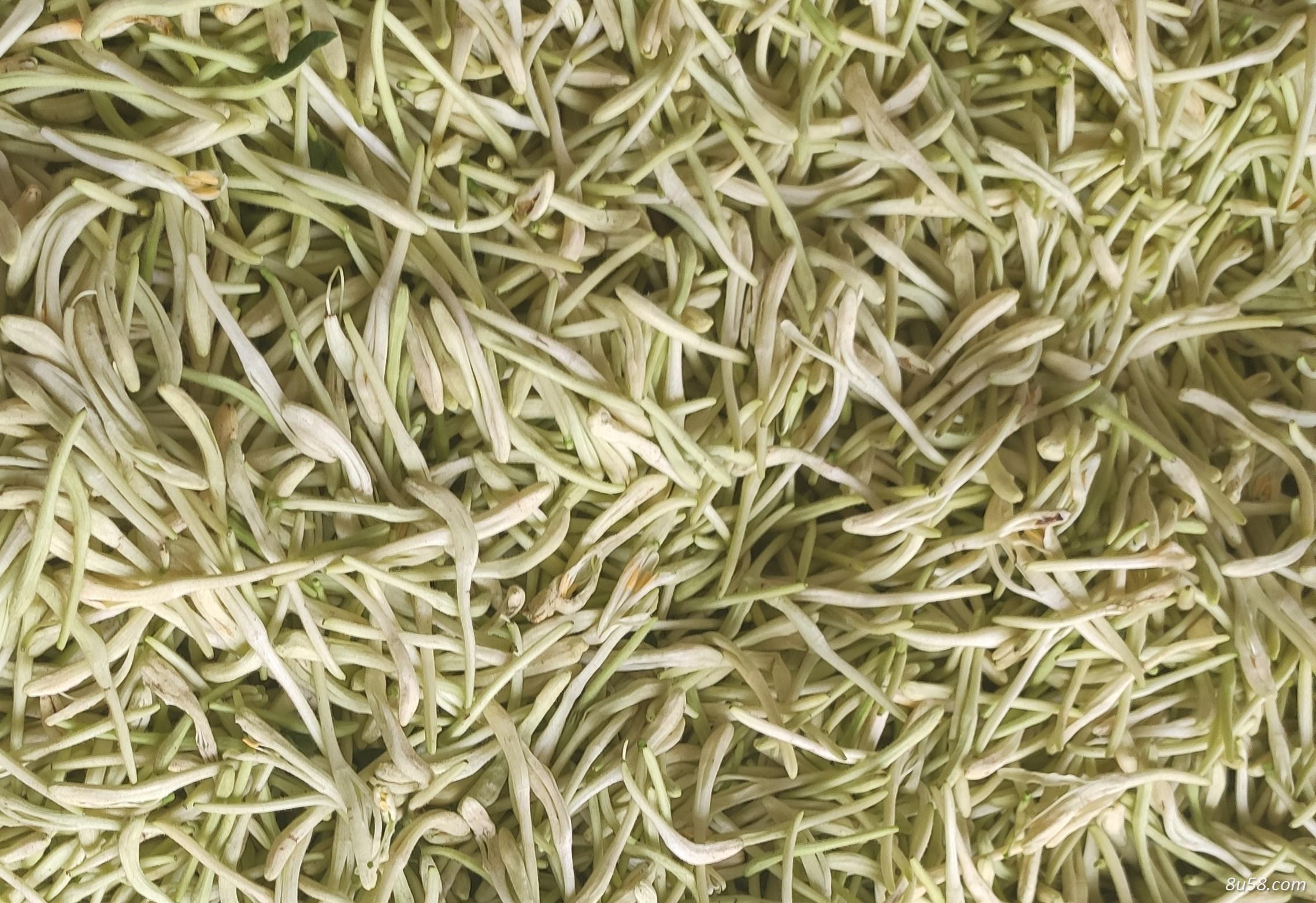 3年金银花苗
