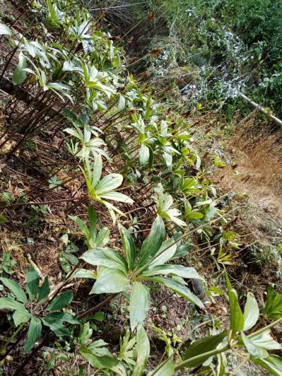 大别山挖的野生重楼，我们这一共就3户人家有，不多