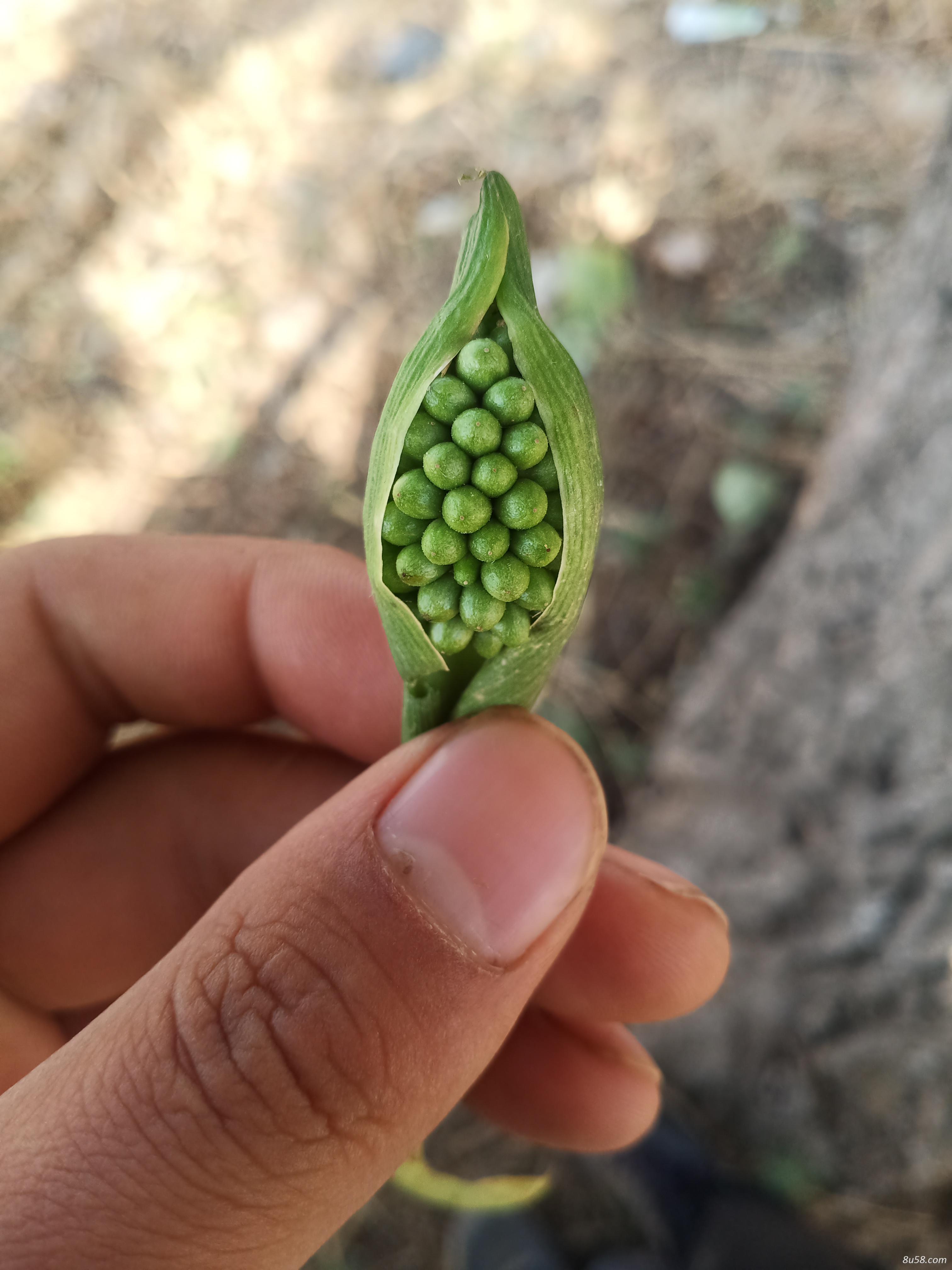 天南星新籽