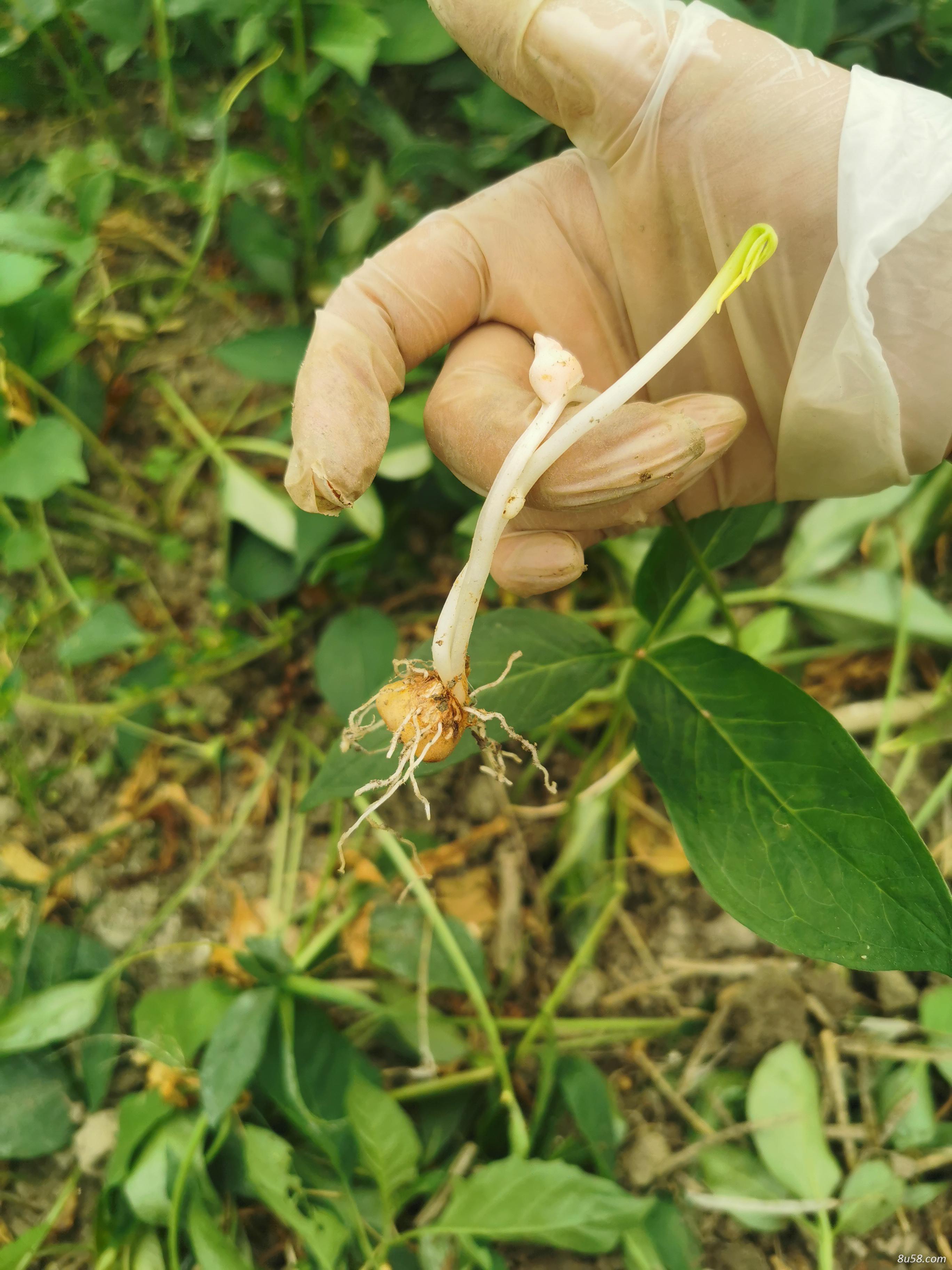 旱半夏  高抗性  分蘖强  不倒苗