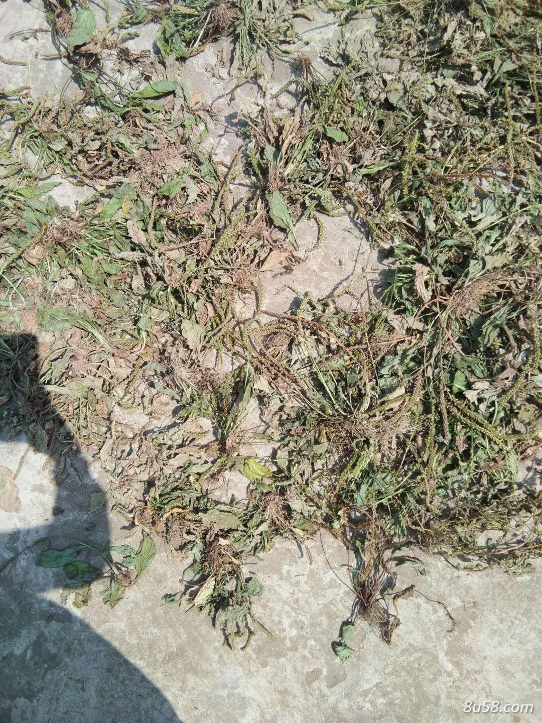 野生车前草