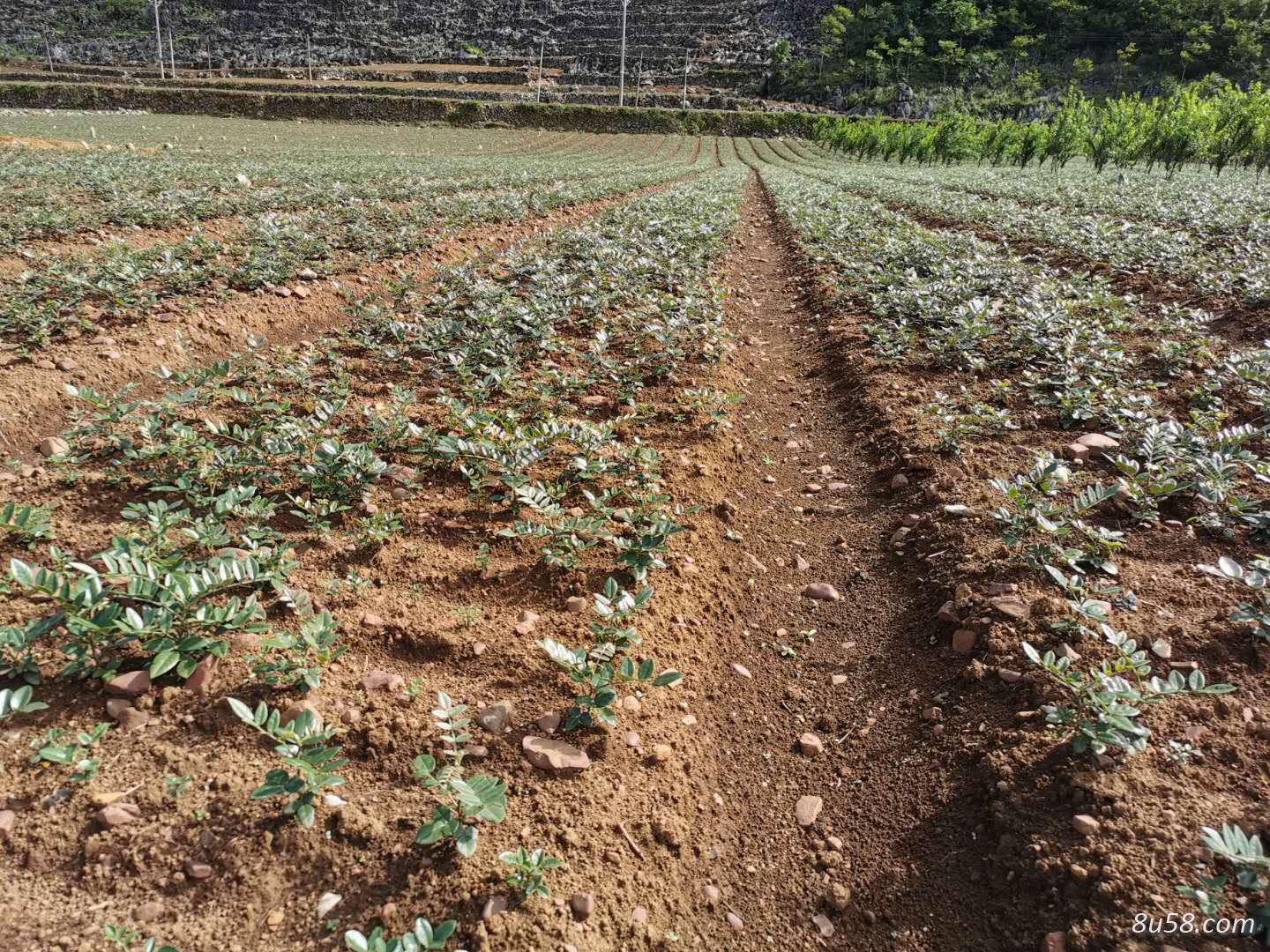 出售山豆根种苗