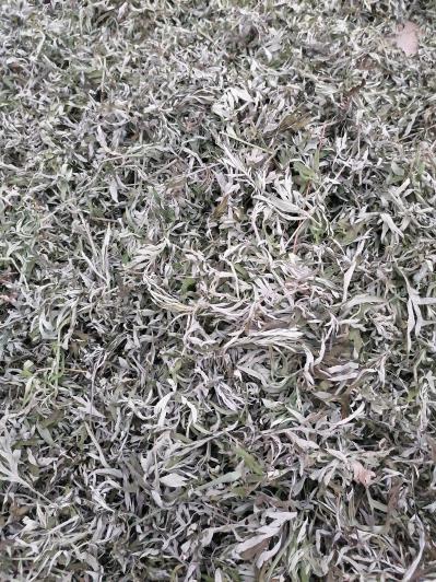 河北艾草