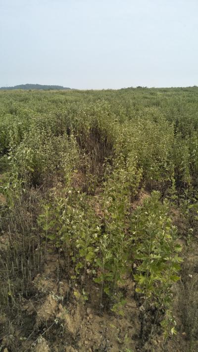 湖北地区出售艾草（头茬）带杆干草20公分左右