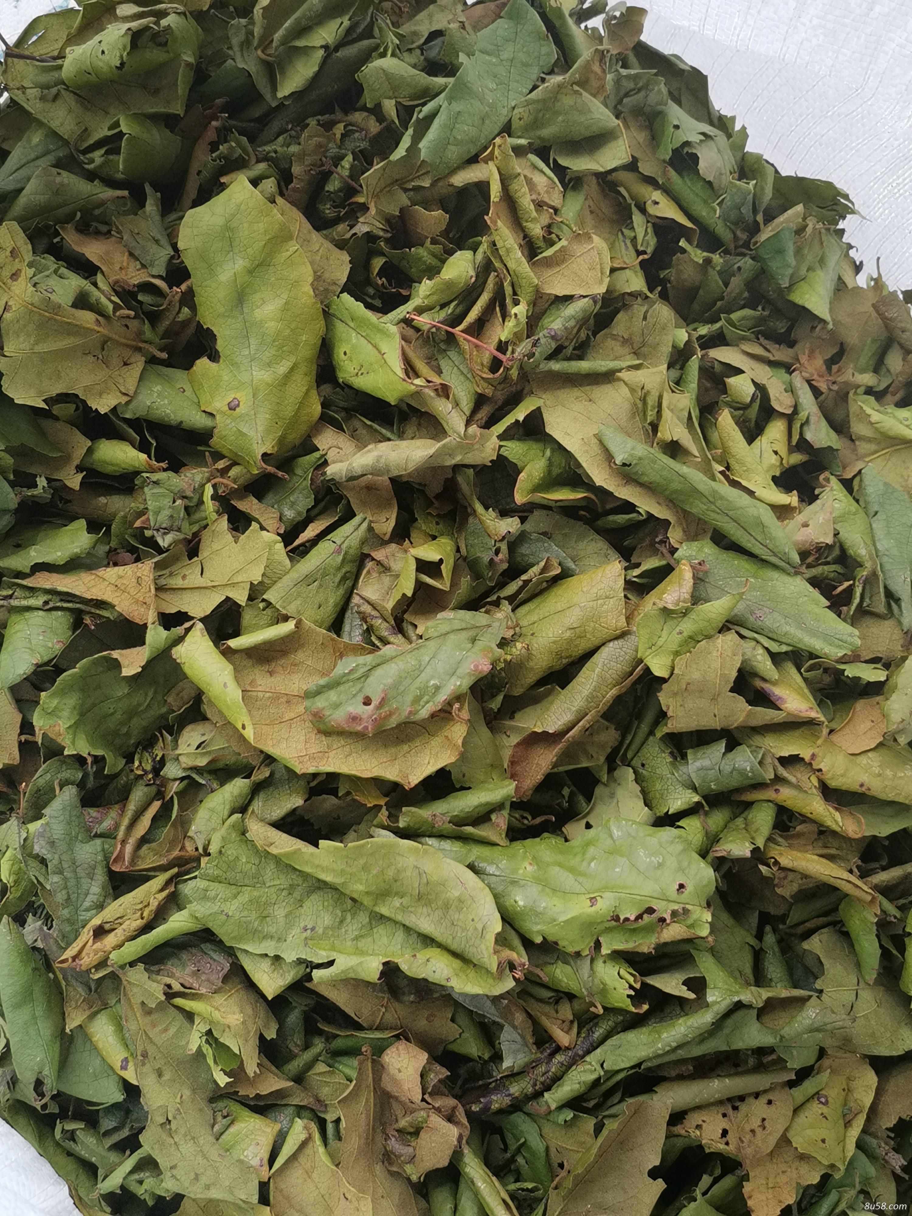 广西上林县十万大山原生态金银花叶药用