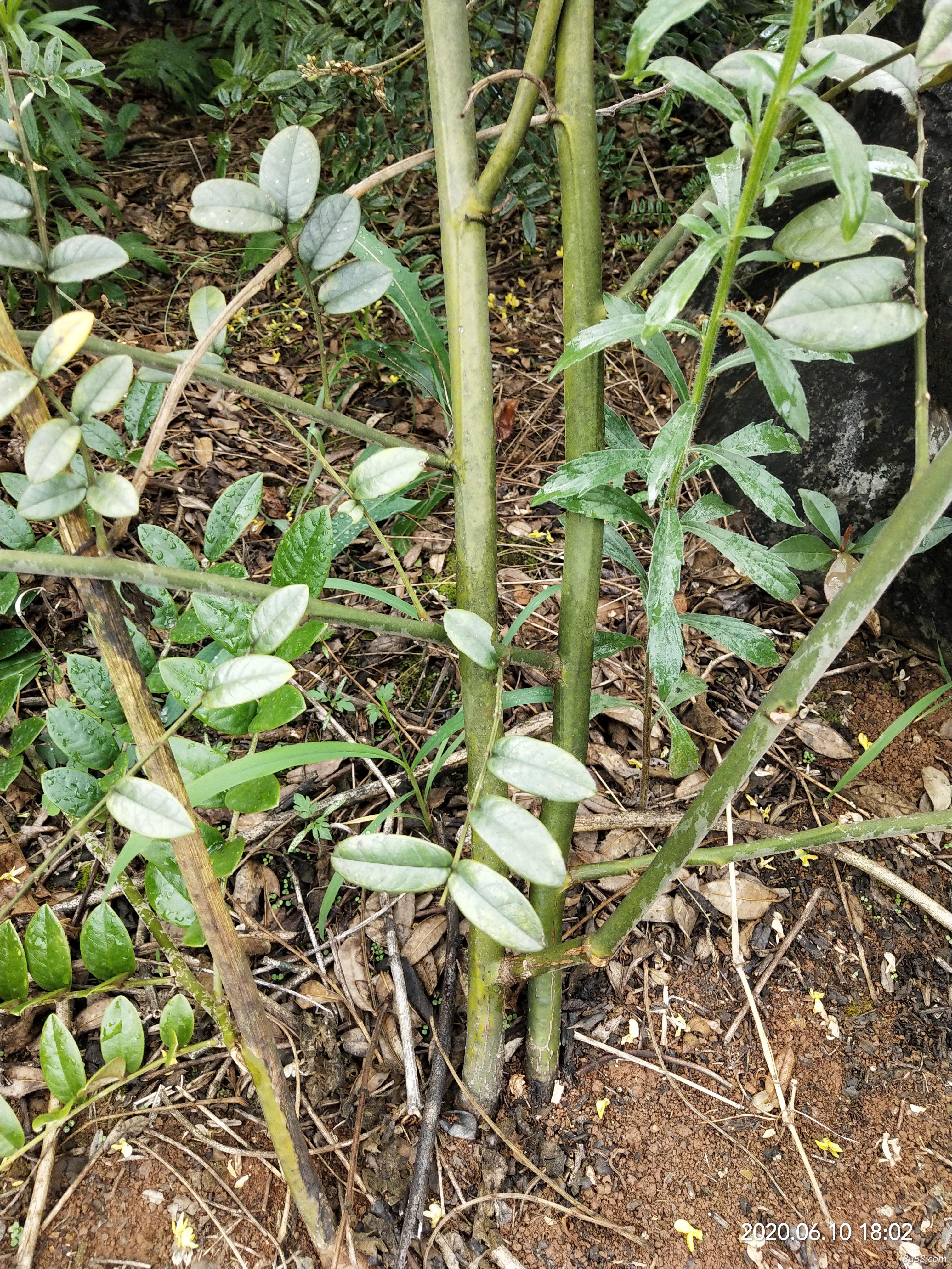 山豆根种子 山豆根种子