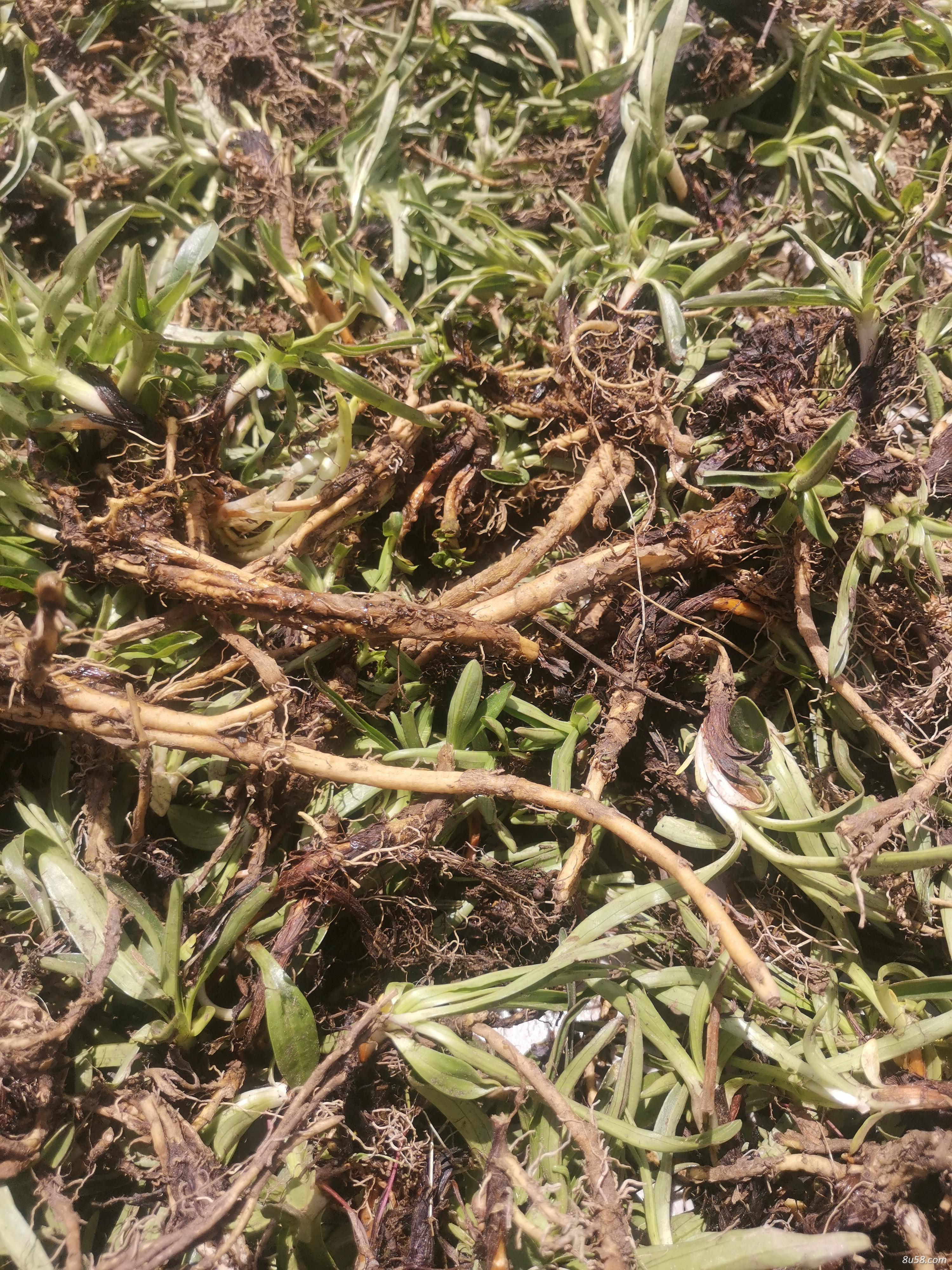 高原特产野生羊肚菌