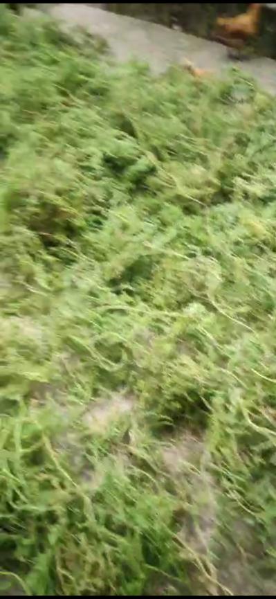 伸筋草