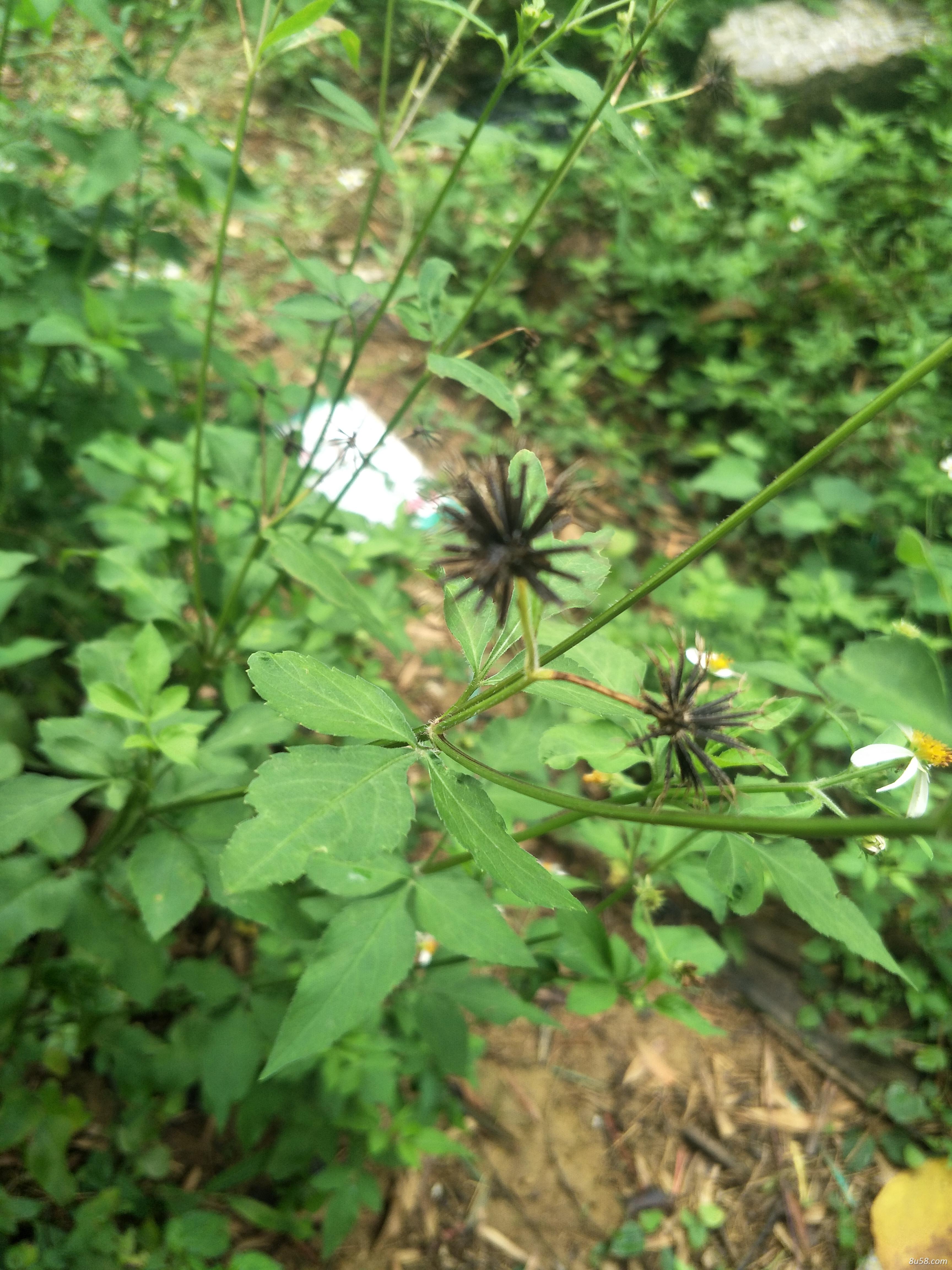 大量供应正宗鬼针草
