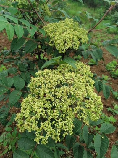 中药材中花吴茱萸