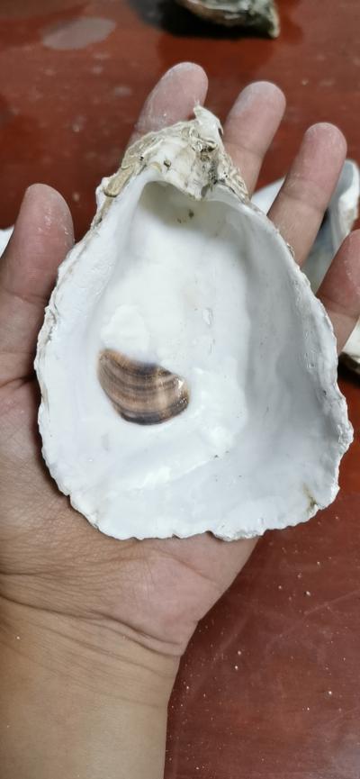 生牡蛎壳