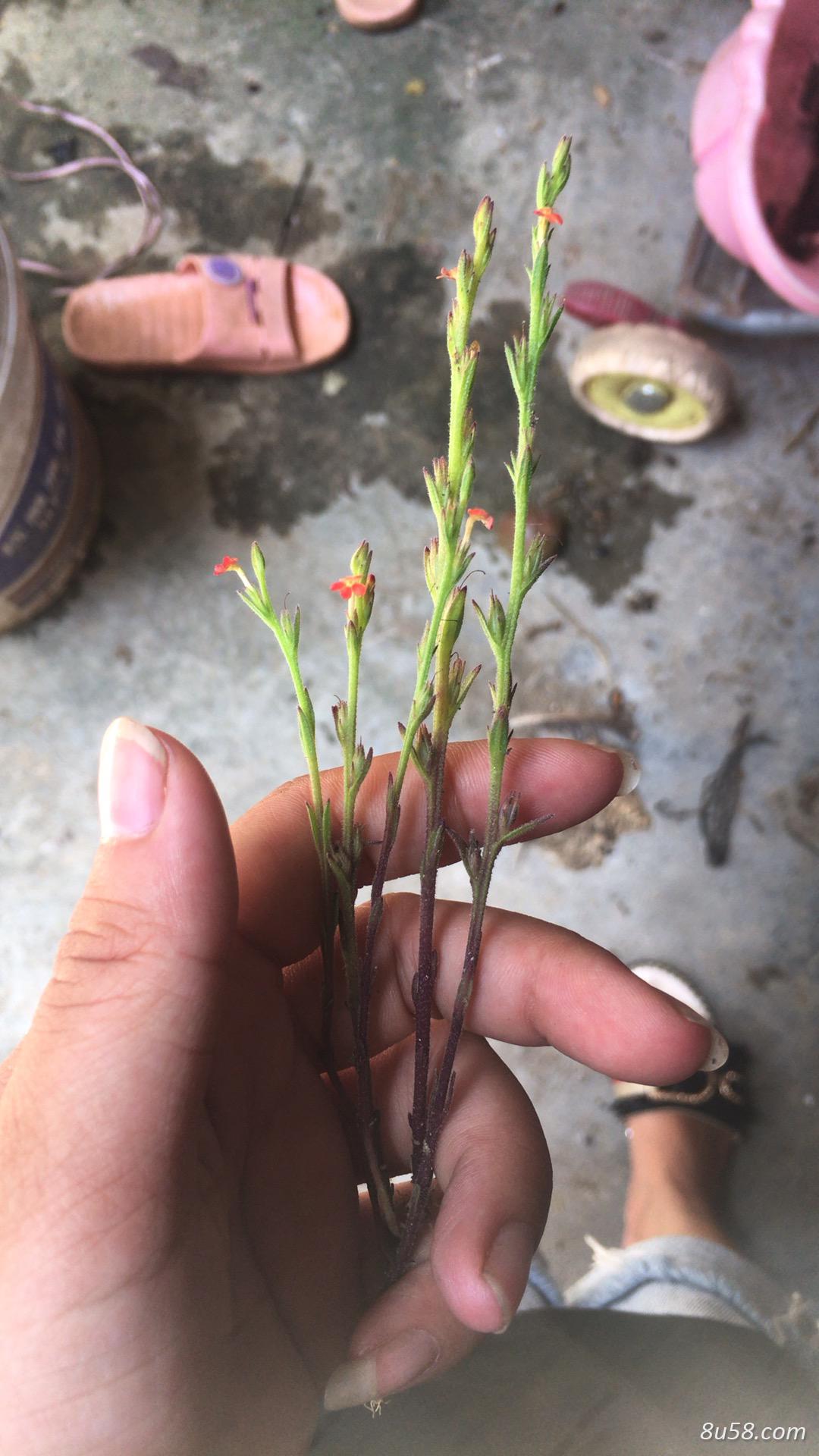 药材，独脚柑